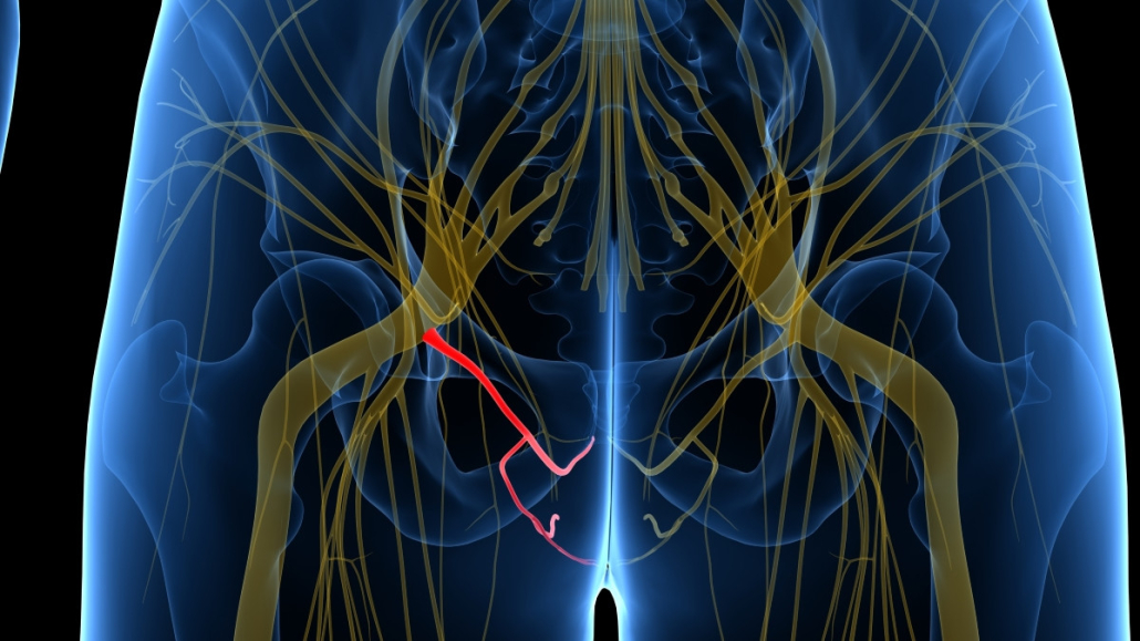 Illustration de l'innervation des organes génitaux
