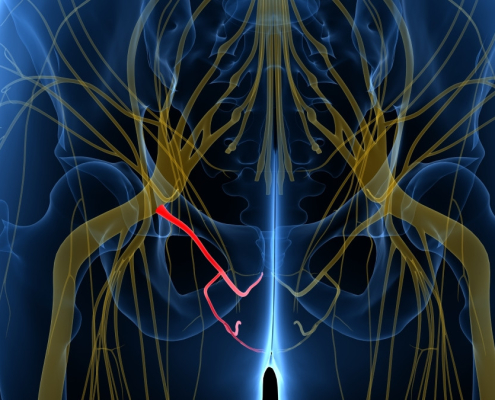 Illustration de l'innervation des organes génitaux